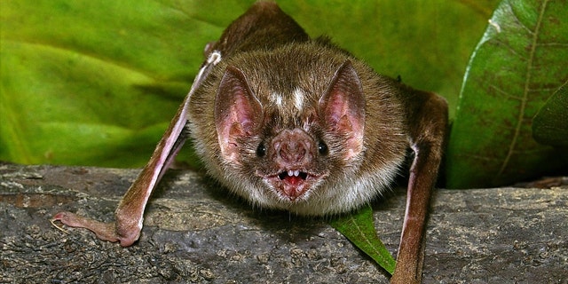 Vampire Bat Of all the vampire animals, the vampire bat is probably the most well known. Though the bite is not dangerous, the bat may be a carrier of rabies, which can pose a serious health problem -- even death.