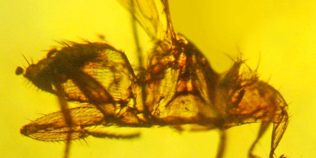 This is the only known fossil of a bat fly, a specimen at least 20 million years old that carried malaria and fed on the blood of bats.