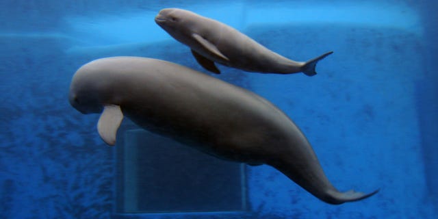 WUHAN, CHINA - JUNE 3: (CHINA OUT) A newly born Yangtze finless porpoise (top) swims with his mother at the Hydrobiology Institute of the Chinese Academy of Sciences on June 3, 2007 in Wuhan of Hubei Province, China. A male Yangtze finless porpoise, a cousin of the baiji dolphin and the sixth in the hydrobiology institute, was born on June 2 with 2.3 feet long and 11 pounds weight. Yangtze finless porpoise is the only porpoise in the world that lives in freshwater and the small dark grey mammal classified as endangered by the IUCN which meaning it is facing a very high risk of extinction in the wild. (Photo by China Photos/Getty Images)