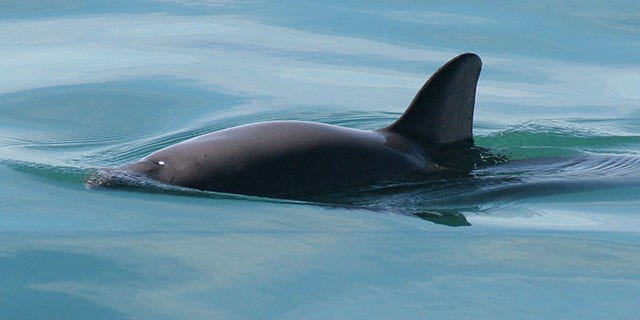 Vaquita. Photo: NOAA Fisheries.