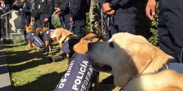 For the first time, K-9 dogs in Mexico got a full-blown recognition for their service.