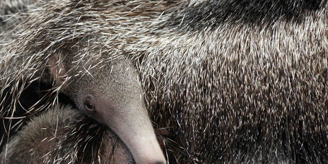 A baby giant anteater hides beneath its mother's tail in their enclosure.