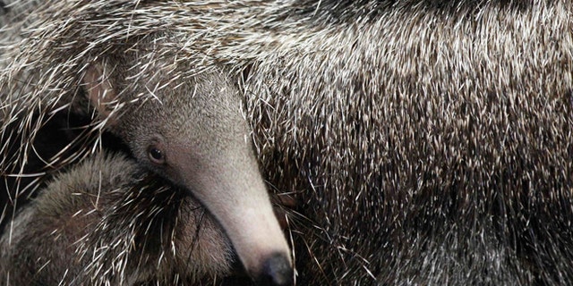 A baby giant anteater hides beneath its mother's tail in their enclosure.