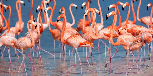 Flamingos stand in the waters of a wetland reserve in Celestun in Mexico's Yucatan Peninsula December 6, 2011. With the world's population of wild flamingos under threat from overdevelopment and illegal trade on the black market, the wetland reserve is thriving with thousands of the pink feathered creatures in search of an ideal winter habitat. According to the Caribbean Flamingo Conservation Program, the estimated 45,000 flamingos that call Mexico's Yucatan state home are an integral part of the travelling bird's regional metapopulation that stretches as far as the Caribbean islands. Picture taken December 6, 2011 REUTERS/Victor Ruiz Garcia (MEXICO - Tags: ENVIRONMENT ANIMALS TPX IMAGES OF THE DAY) - RTR2V26W