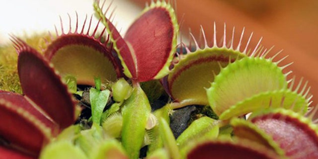 A venus fly trap plant.