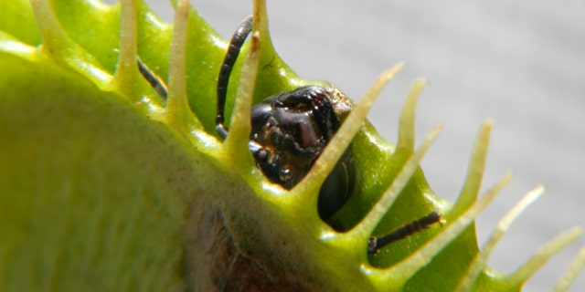 An ant dies after an unsuccessful attempt to escape a Venus Flytrap in Singapore June 23, 2009. (REUTERS/David Loh)