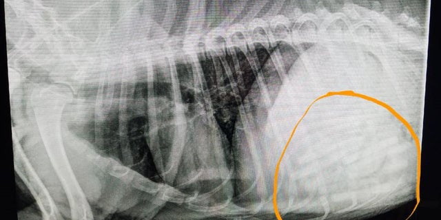 vet xray
