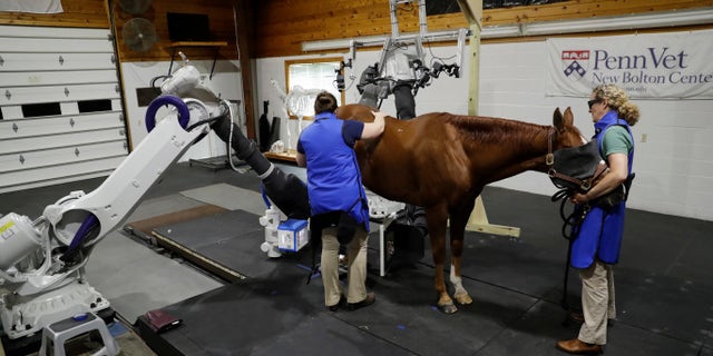 Sept. 15, 2016: Medical Director Dr. Barbara Dallap Schaer, right, and Radiologist Dr. Kathryn Wulster hold a horse as a computerized tomography scan is conducted at the University of Pennsylvania's New Bolton Center Hospital for Large Animals in Kennett Square, Pa.