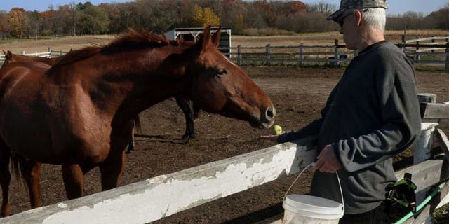 Randy Johnson offers an apple to a horse at Eagle's Healing Nest, a retreat for veterans, in Sauk Centre, Minn. (AP Photo/Jim Mone)