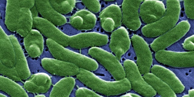 Vibrio vulnificus is a bacterium in the same family as those that cause cholera. It normally lives in warm seawater and is part of a group of vibrios that are called "halophilic" because they require salt.