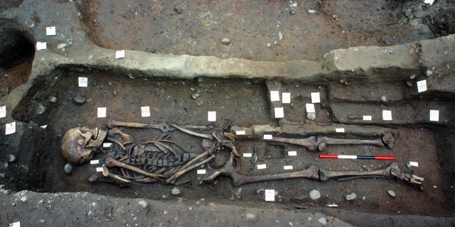 A Viking skeleton from a grave at Repton, Derbyshire, in England. (Credit: Copyright Martin Biddle)