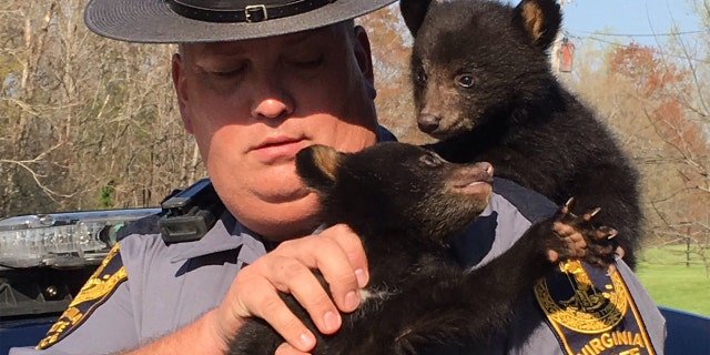 A Virginia State Trooper rescued two black bear cubs on Thursday after their mother was struck and killed by a vehicle.