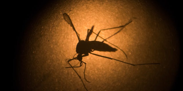 In this Jan. 27, 2016, file photo, an Aedes aegypti mosquito is photographed through a microscope at the Fiocruz institute in Recife, Pernambuco state, Brazil. (AP Photo/Felipe Dana, File)