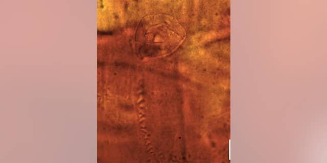 About 200 million years ago, a leech released a slimy mucous cocoon that unwittingly encased and trapped a bizarre animal with a springy tail, preserving it for eternity, or until researchers discovered the teardrop-shape creature in Antarctica