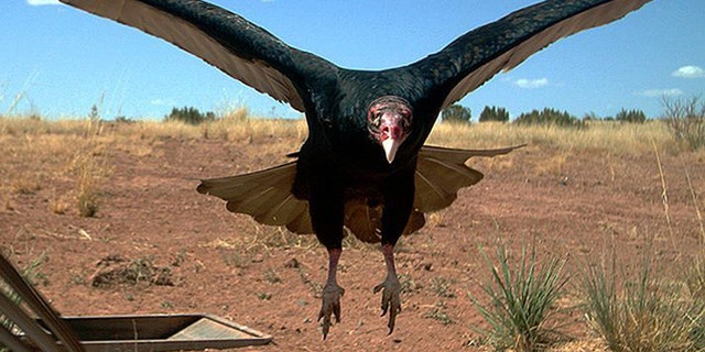 In this 2017 photo from a U.S. Fish and Wildlife Service motion-activated camera, a vulture comes in for a landing at the Sevilleta National Wildlife Refuge in New Mexico. Motion-detecting wildlife cameras are yielding serious science as well as amusing photos. From ocelots in the desert to snow-loving lynx high in the Northern Rockies, remote cameras are exposing elusive creatures like never before. (U.S. Fish and Wildlife Service via AP)