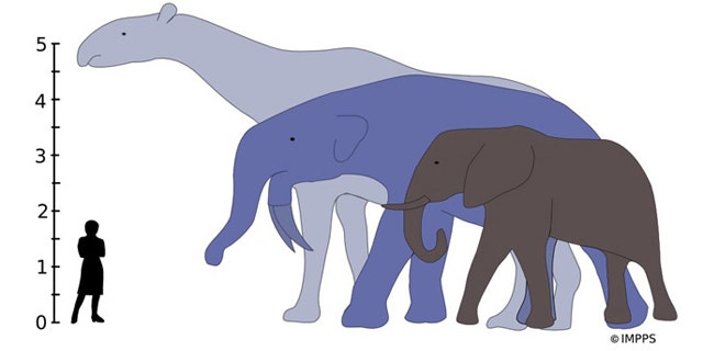 The largest land mammals that ever lived, Indricotherium and Deinotherium, would have towered over the living African elephant. The tallest on diagram, Indricotherium, an extinct rhino relative, lived between 37 and 23 million years ago, while Deinotherium (an extinct relative of modern elephants) was around from 8.5 million to 2.7 million years ago