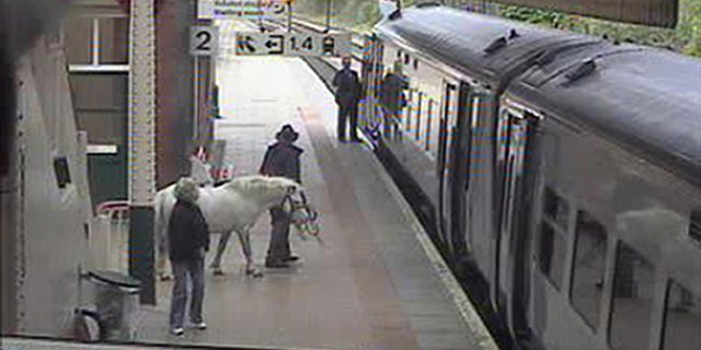 In this image released Wednesday May 18, 2011, by Arriva Trains Wales, showing an unidentified man as be attempts to board a train with a pony, for a journey from Wrexham to Holyhead, Wales, on Saturday May 14, 2011. The man attempted to buy a ticket for himself and the pony before taking the animal into a lift to get to the train platform, but was stopped from boarding the train. The man left the station on foot and it is not known how he continued the journey of nearly 100 miles. (AP/Arriva Trains Wales)