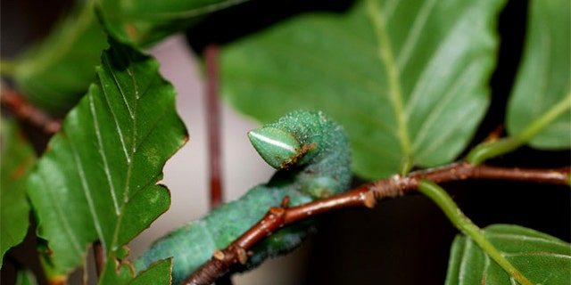 The walnut sphinx caterpillar, a type of moth larva, can whistle out holes in its side, noises that can fend off attacking birds.