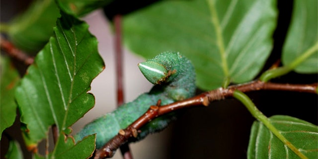 The walnut sphinx caterpillar, a type of moth larva, can whistle out holes in its side, noises that can fend off attacking birds.