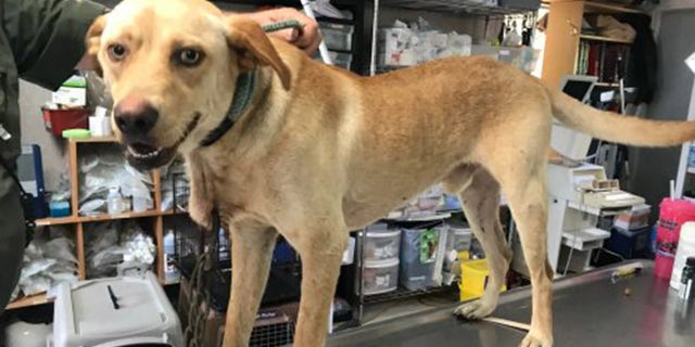 Woodrow, found with a metal carabiner through his neck, has healed from his injuries, but the search of a culprit continues.