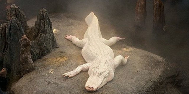 Claude, a white alligator and museum favorite, is about to celebrate his 15th birthday.