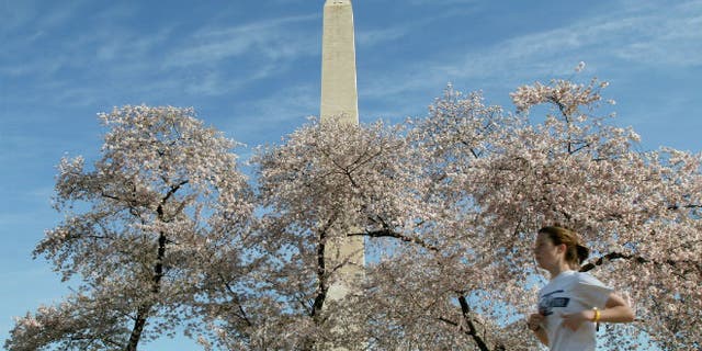 The Washington Monument looms above blooming cherry blossoms and a jogger, out for an early morning run near the tidal basin in Washington. (REUTERS/Gregg Newton)