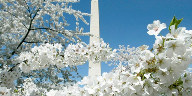 The National Momument during full bloom.