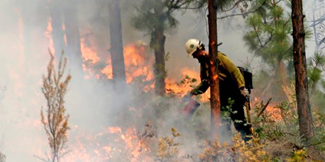 Aug. 27, 2015: A firefighter uses a drip torch to burn the edges of an area up to a fire break in Chelan, Wash. The complex of fires burning throughout the area are the largest in state history.