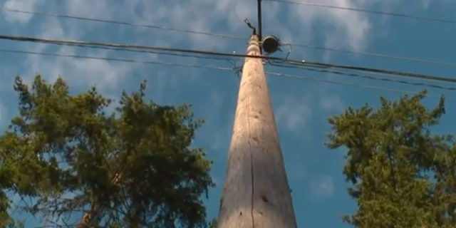 The fishing line was strung across the road in between a tree and electric pole.