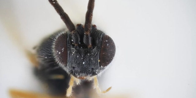 This is the parasitic wasp Dolichogenidea xenomorph. Credit: Photo by Erinn Fagan-Jeffries