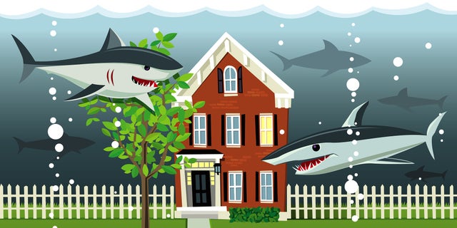 water-sharks