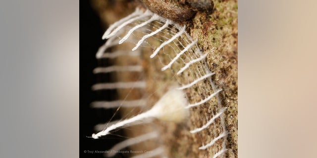 A close-up of the structure.