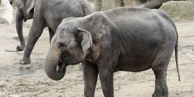 Elephants chew on branches at their enclosure in the zoo in Prague, Czech Republic.