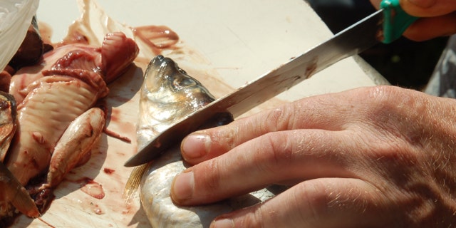 Imboweling of fish before preparation