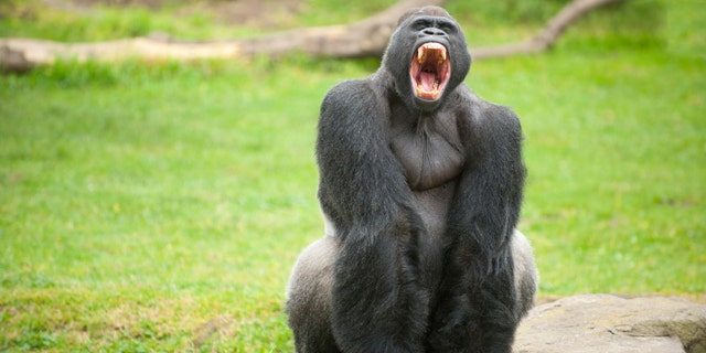 gorilla, animal, ape, wildlife, black, "silver back", primate, mouthy, jaw, tooth, teeth, howl, aggressive, fierce, warning, "stay back", hostile, violent, fearsome, frightening, scary, menacing, alarming, confrontational, forceful, monkey, mammal, nature, africa, endangered, wild, species, silverback, male, big, hairy, zoo, fur, strong, beast, simian, power, leader, powerful, great