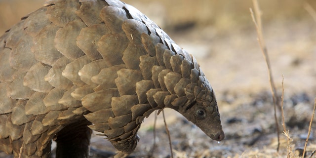 10 strange animals from around the world | Fox News 10 strange animals from around the world | Fox News