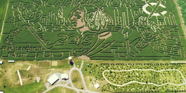 Blackhawks’ corn maze.
