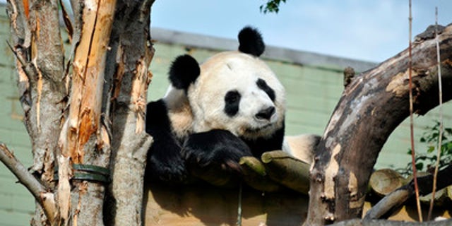 Tian Tian, a female giant panda at the Edinburgh Zoo.
