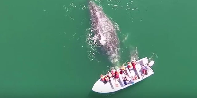 A whale of a time in Baja California, Mexico.