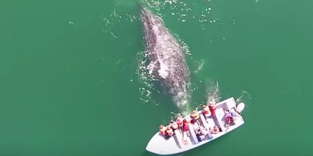 A whale of a time in Baja California, Mexico.