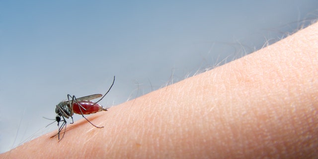 mosquito sucking blood.