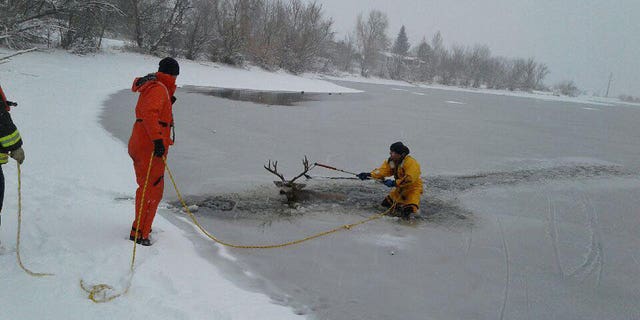 West Metro Fire Rescue cut a path through the ice to reach the deer, who appeared too exhausted to move.