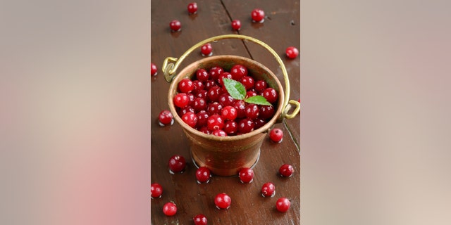 Little brass pail full of wild red cranberries on wet wooden background