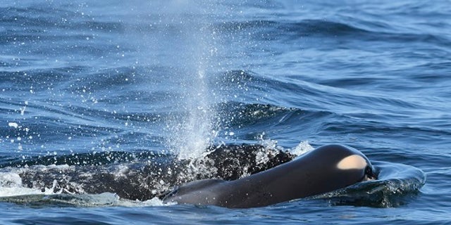A dead orca was seen being pushed to the surface of waters by its mother.