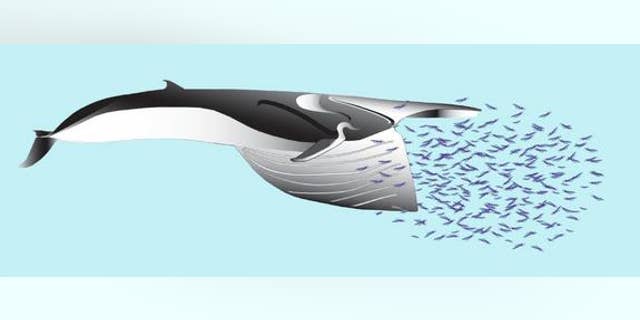 As a fin whale feeds, he creates an immense pocket between his body wall and overlying blubber.