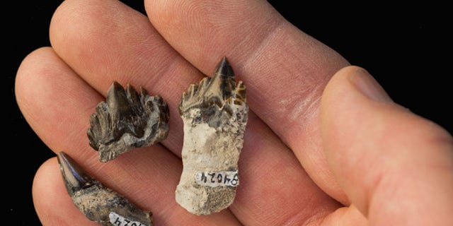 The sharp and pointy teeth of <i>Fucaia buelli</i>.
