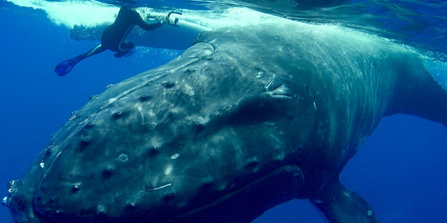 The moment a huge humpback whale pushed Nan Hauser around in the water, protecting her from a shark.