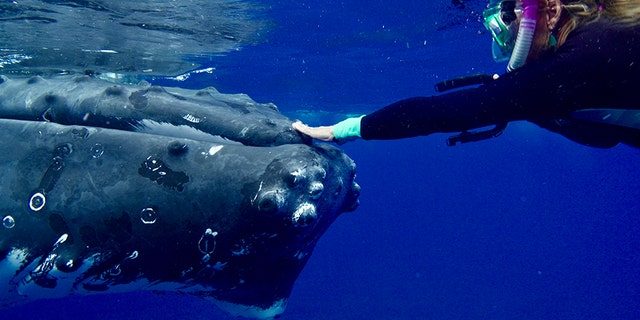Nan Hauser was protected from a shark by a gigantic humpback whale.