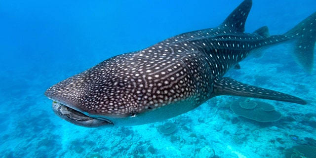Whale sharks do not have eyelids and, with their eyes at the corners of their heads, they are exposed to the elements moreso than other animals.