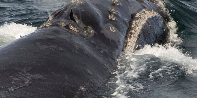 WhaleBeringSea